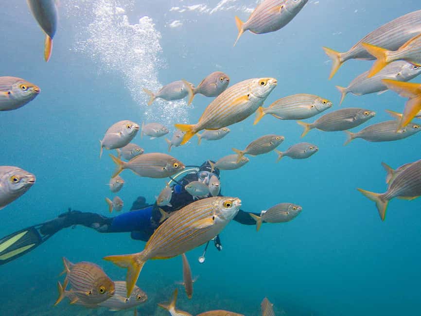 Tenerife: Beginner Scuba Dive Experience - Should you book this Tenerife beginner scuba session?