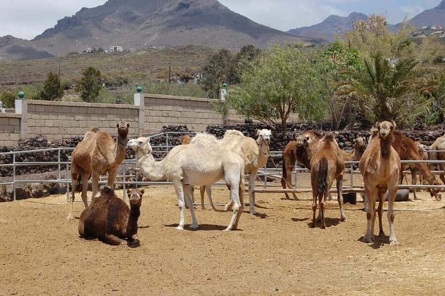 Tenerife: Camel Experience - Camel Park Tenerife in La Camella: quick orientation and value