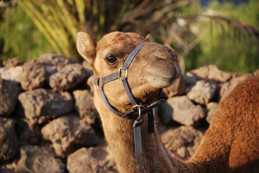 Tenerife: Camel Experience - Feeding donkeys, horses, goats, and other farm friends
