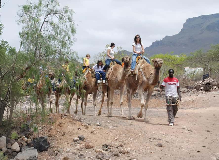 Tenerife: Camel Experience - FAQ
