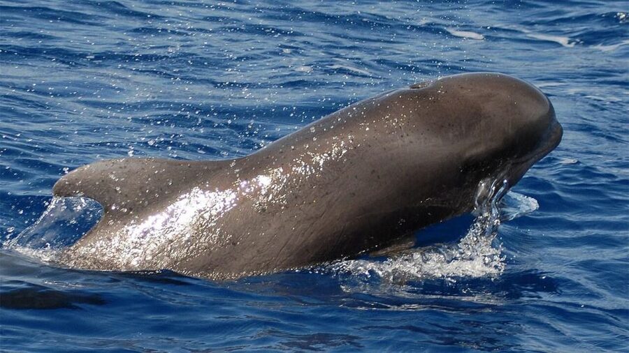 Tenerife: Eco-Yacht Whale and Dolphin Watching and Swimming - Key takeaways before you go