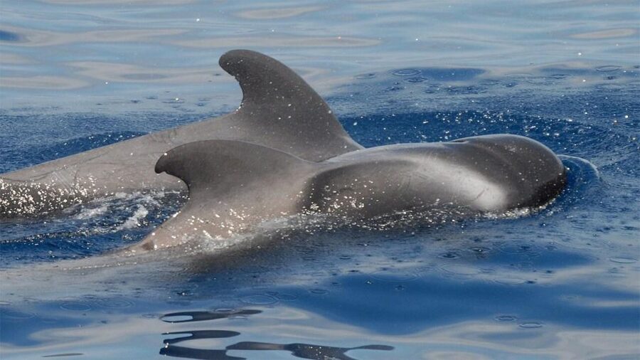Tenerife: Eco-Yacht Whale and Dolphin Watching and Swimming - On the water: the first whale-spotting window near Los Cristianos