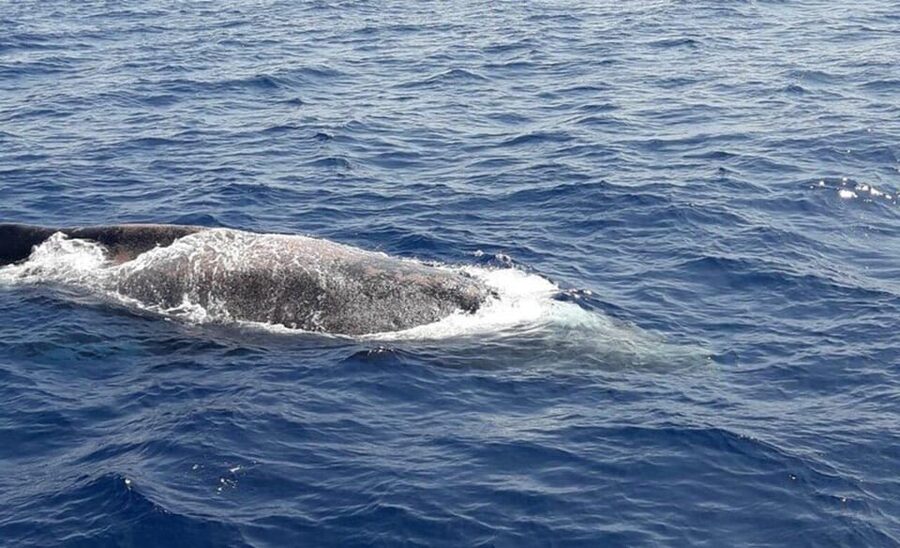 Tenerife: Eco-Yacht Whale and Dolphin Watching and Swimming - The Cave of Love coast stop: what you are really looking for