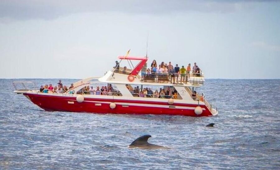 Tenerife: Eco-Yacht Whale and Dolphin Watching and Swimming - The ethical swim and snorkel stop in a marine-life safety area