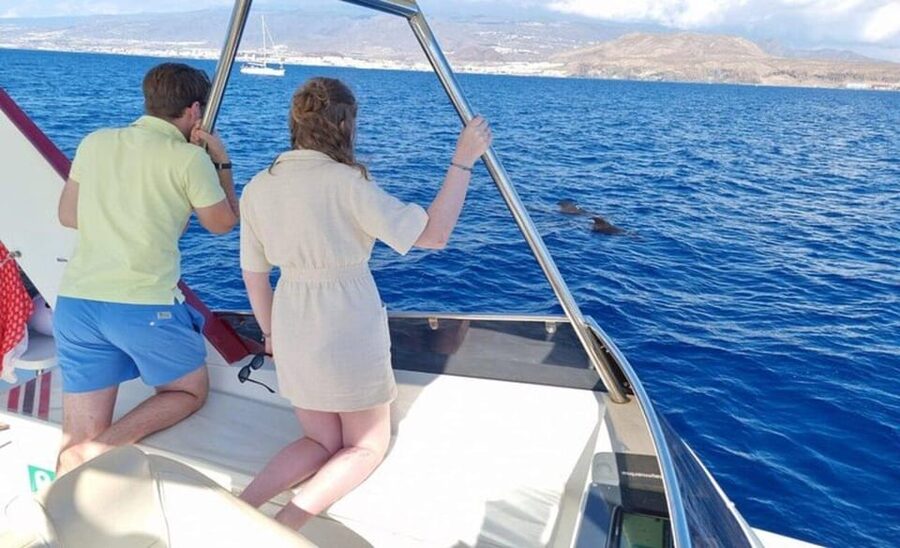 Tenerife: Eco-Yacht Whale and Dolphin Watching and Swimming - Guides and captain: why narration changes everything