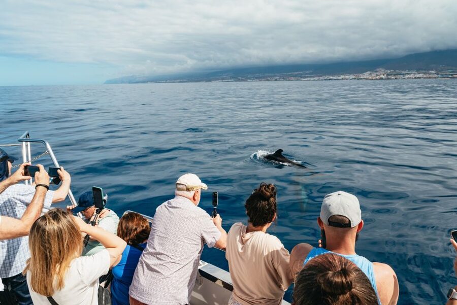 Tenerife: Eco-Yacht Whale and Dolphin Watching and Swimming - Value and price: why this feels fair for what you get