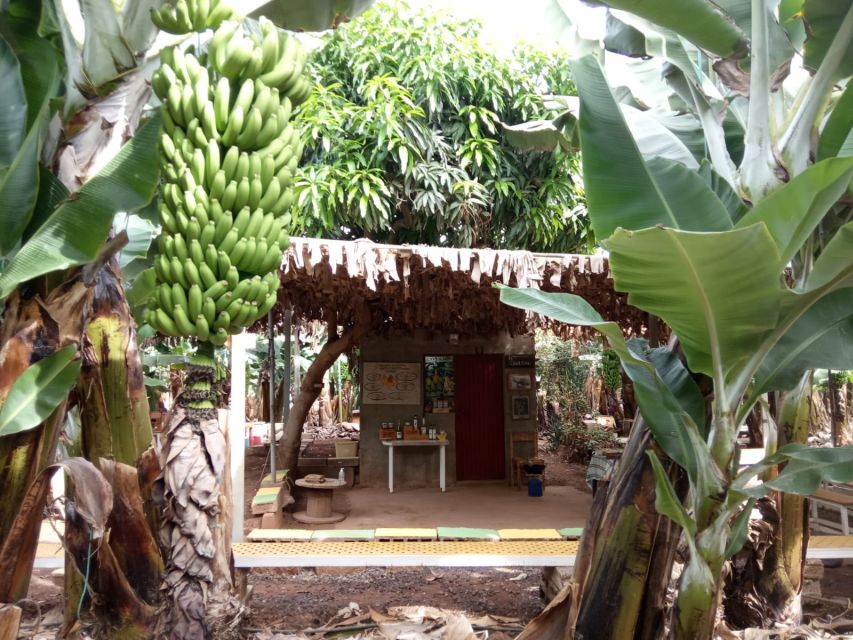 Tenerife: Finca Las Margaritas Banana Plantation Experience - Walk the Rows, Learn the System