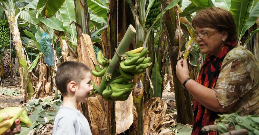Tenerife: Finca Las Margaritas Banana Plantation Experience - Key highlights worth aiming for