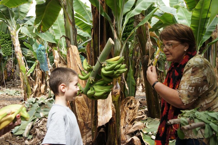 Tenerife: Finca Las Margaritas Banana Plantation Experience - Guided Tour vs Self-Guided Trail (What Changes for You)