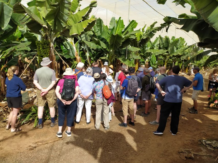 Tenerife: Finca Las Margaritas Banana Plantation Experience - Gofio Demonstration and Why It Matters