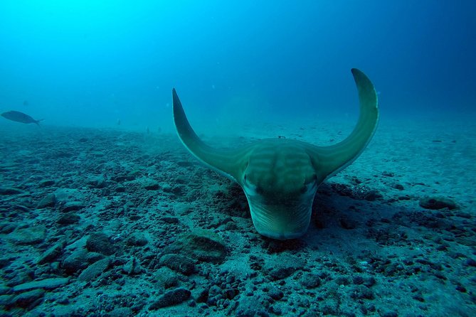 Tenerife First Time Scuba Dive – Turtle Habitat, Small Groups - From the Travel Sub center to Puerto Colón: how the day flows