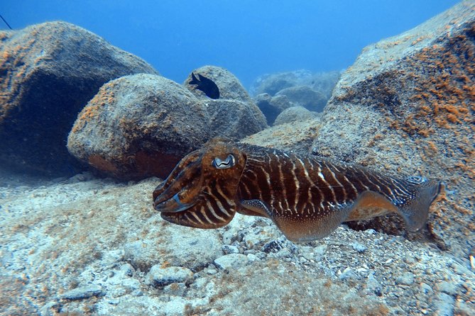 Tenerife First Time Scuba Dive – Turtle Habitat, Small Groups - Your underwater limits: what to expect at 23 feet (7 meters)