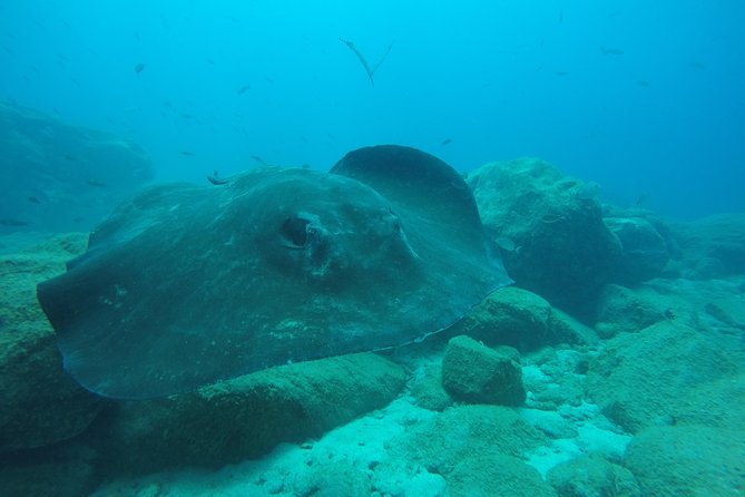 Tenerife First Time Scuba Dive – Turtle Habitat, Small Groups - Snorkeling safari adds a second layer of fun