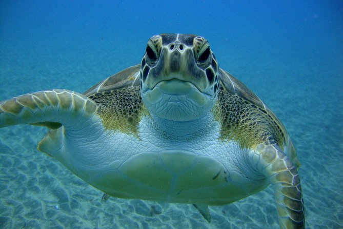 Tenerife First Time Scuba Dive – Turtle Habitat, Small Groups - Wildlife in the Canary Islands: turtles, fish, and the sea’s mood