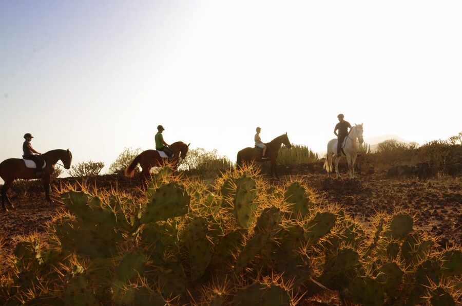 Tenerife: Horseback Ride with Instructor - Key points before you book