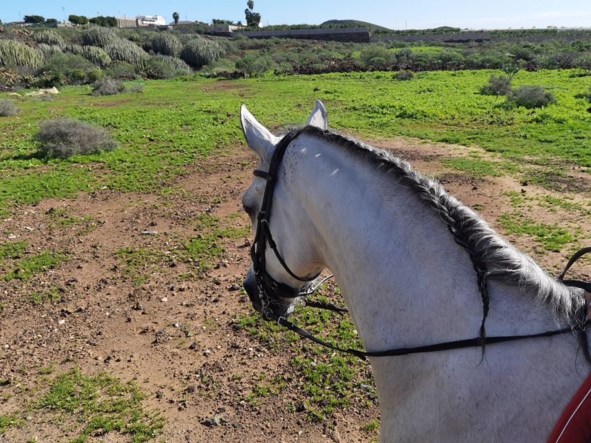 Tenerife: Horseback Ride with Instructor - The 1-hour ride option, a quick Tenerife taste without the full coast time