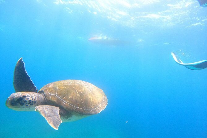 Tenerife: Kayak and snorkel with marine life safari - Who should book this Tenerife kayak and snorkel safari