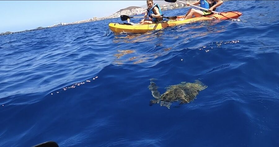 Tenerife: Kayak Safari and Snorkel in a Marine Reserve - Why this Tenerife kayak safari feels more real than a boat tour