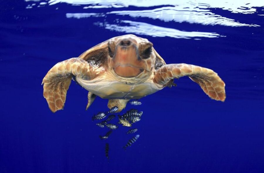 Tenerife: Kayak Safari and Snorkel in a Marine Reserve - Price and value for a guided Tenerife sea turtle and dolphin safari