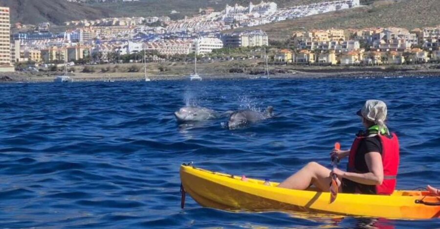 Tenerife: Kayak Safari and Snorkel in a Marine Reserve - The route toward Guaza cliffs and a protected nature reserve