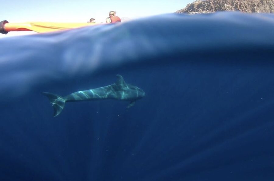 Tenerife: Kayak Safari and Snorkel in a Marine Reserve - Snorkeling at the sea-only point, and how turtle spotting fits in
