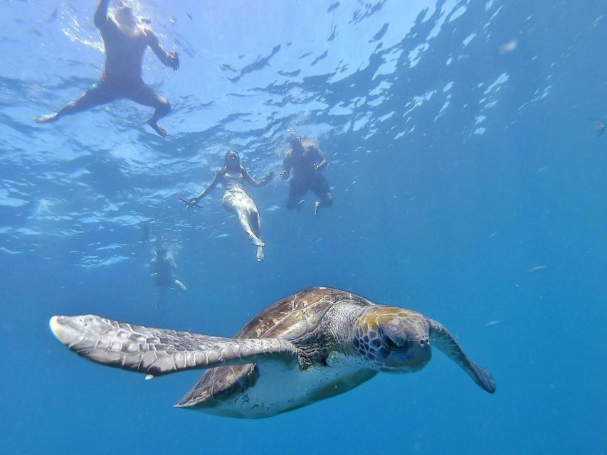 Tenerife: Kayak Safari and Snorkel in a Marine Reserve - Dolphin watching from a kayak, without the loud disturbance