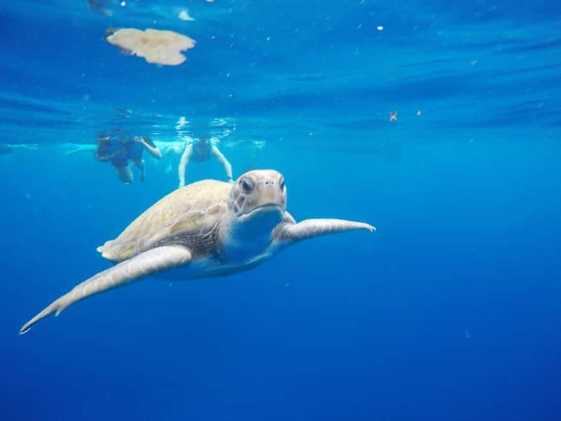 Tenerife: Kayak & Snorkel with Local Fauna, Photos Included - Quick Take