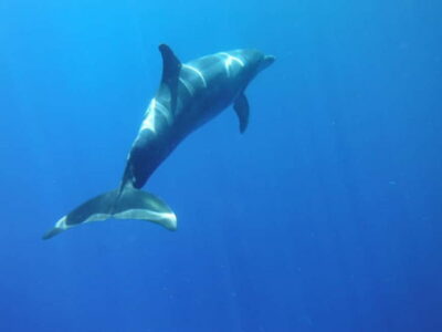 Kayak & Snorkel with Local Fauna, Photos Included
