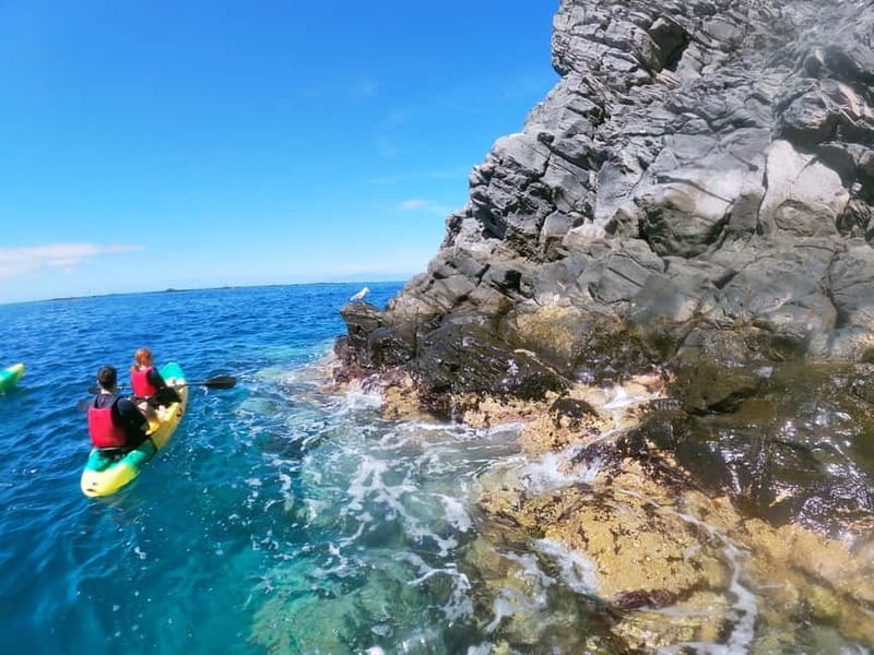 Tenerife: Kayak & Snorkel with Local Fauna, Photos Included - Price and Value: Who This Is For, and When to Skip