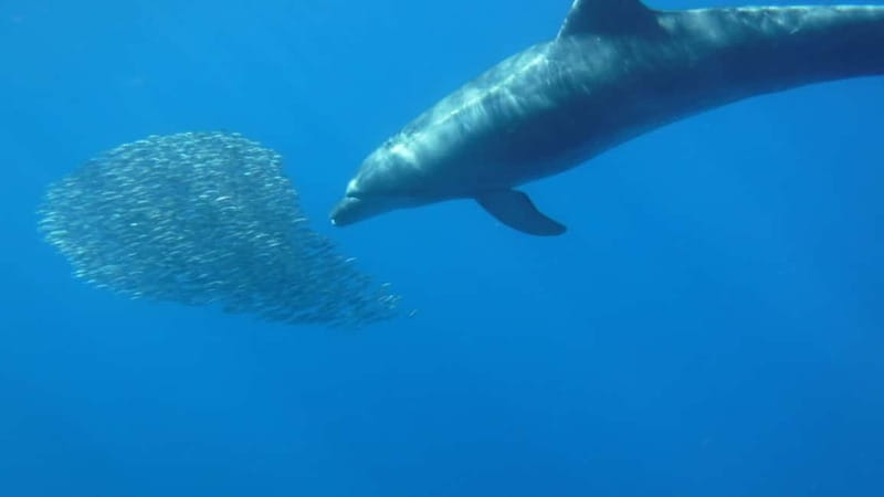 Tenerife: Kayak & Snorkel with Local Fauna, Photos Included - Should You Book This Kayak and Snorkel Tour?