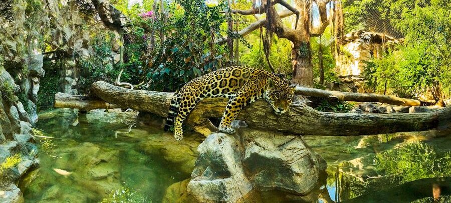 Tenerife: Loro Parque Entry Ticket - Getting There and Parking Reality Check