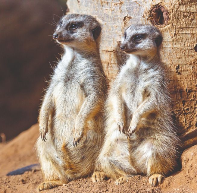 Tenerife: Loro Parque Entry Ticket - Value and What Your Ticket Actually Buys