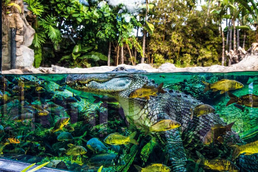 Tenerife: Loro Parque Entry Ticket - Jungle Gardens, Thai Architecture, and the Park’s Own Vibe