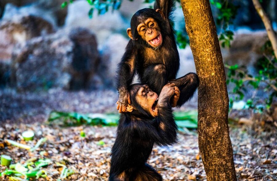 Tenerife: Loro Parque Entry Ticket - Penguins, Aquarium Tunnels, and Gorilla Viewing