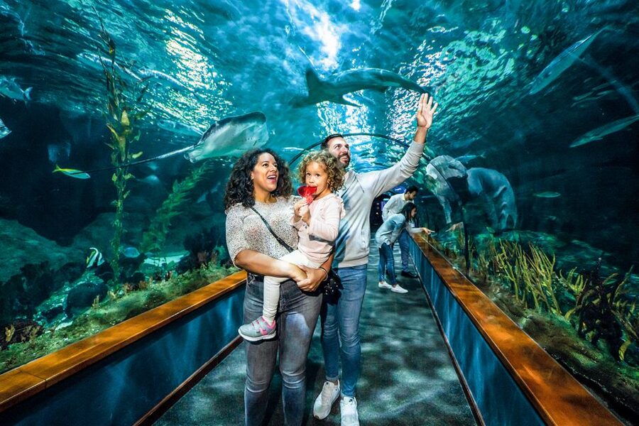 Tenerife: Loro Parque Entry Ticket - Kinderlandia for Kids: Tree Climb, Bridges, and Slides