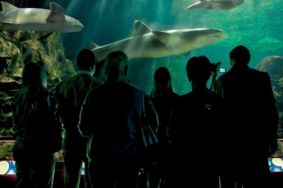 Tenerife: Loro Parque & Siam Park Entry Ticket with Transfer - Should You Book This Tenerife Twin Ticket Package?