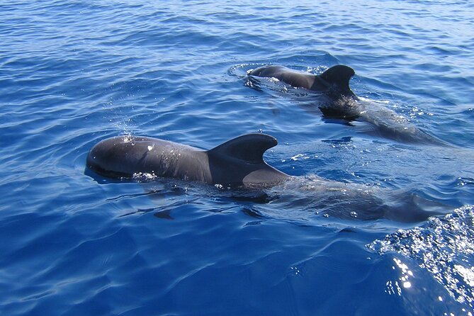 Tenerife Los Cristianos: Whale and Dolphin Eco-Yacht and Swim Stop - Whales off Palm Mar: why Los Cristianos is a smart starting point