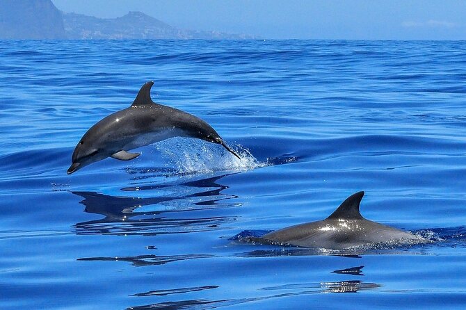 Tenerife Los Cristianos: Whale and Dolphin Eco-Yacht and Swim Stop - The “Blue Boat” flag and the boat you’re actually riding