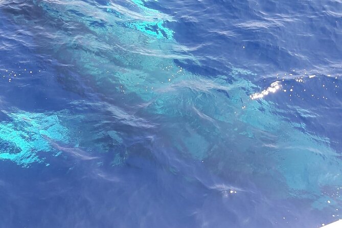 Tenerife Los Cristianos: Whale and Dolphin Eco-Yacht and Swim Stop - Cruising for dolphins and whales, plus the Cave of Love pass