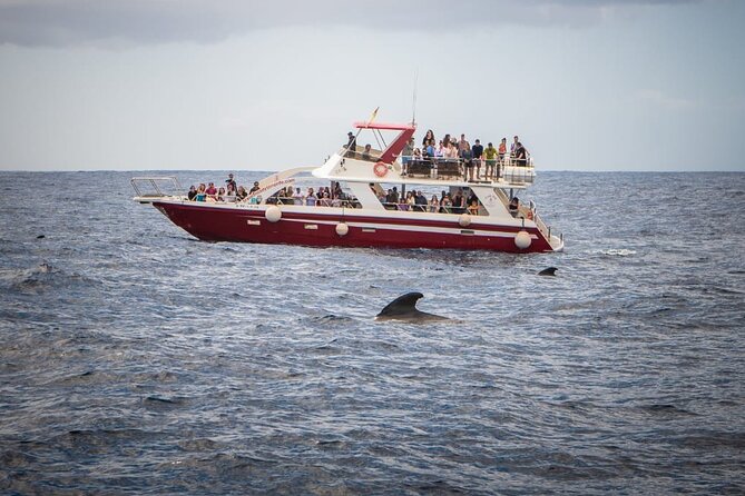Tenerife Los Cristianos: Whale and Dolphin Eco-Yacht and Swim Stop - What sightings to expect: dolphins, pilot whales, and the sea life bonus