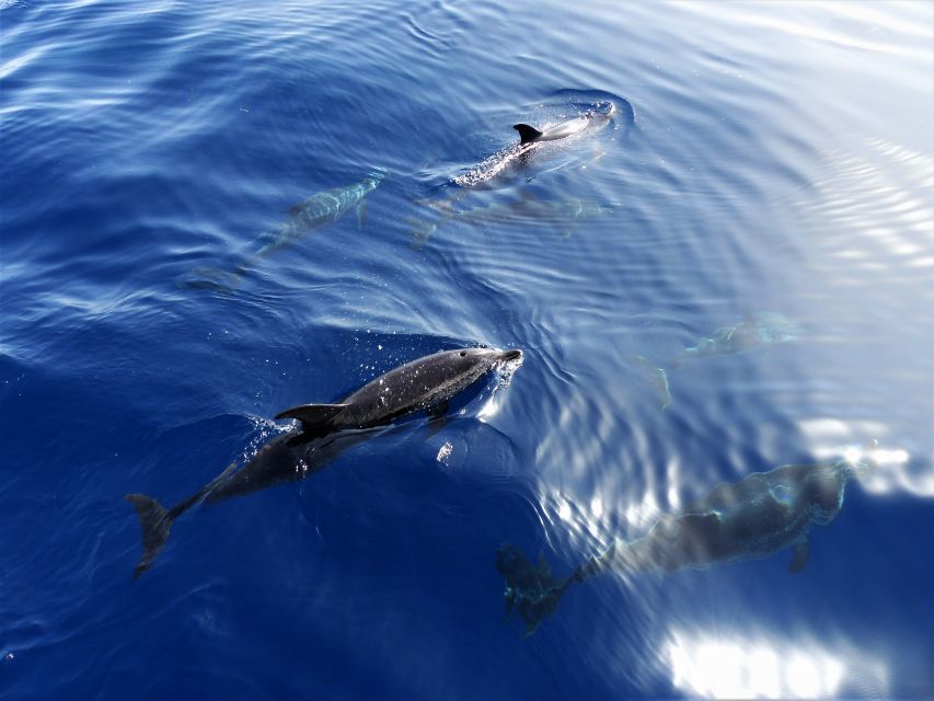 Tenerife: Los Gigantes Whale Watching Cruise by Sail Boat - Key highlights at a glance