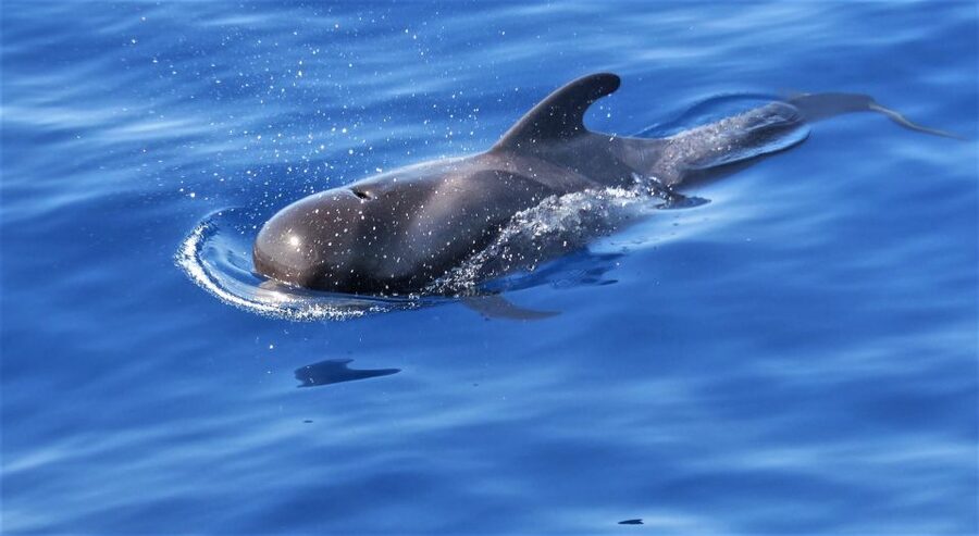 Tenerife: Los Gigantes Whale Watching Cruise by Sail Boat - How the crew’s approach adds value beyond sightings