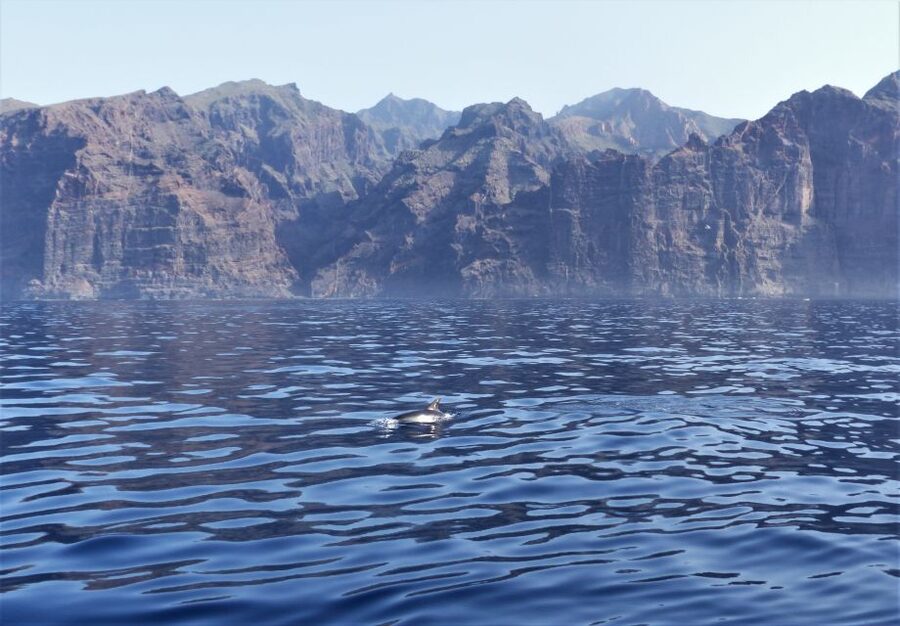 Tenerife: Los Gigantes Whale Watching Cruise by Sail Boat - Group size, timing, and how to plan your day