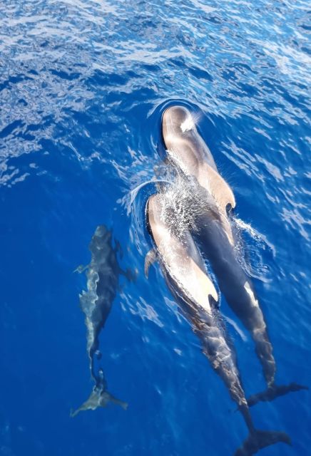 Tenerife: Marine-Life Tour with Transfer, Buffet and Drinks - Who this tour suits best