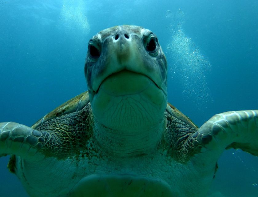 Tenerife Snorkeling boat trip in a Turtle Habitat - FAQ