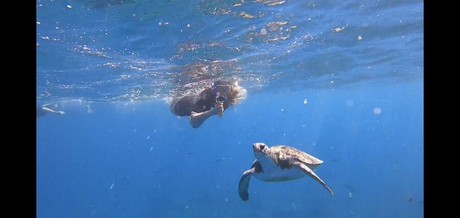 Tenerife Snorkeling boat trip in a Turtle Habitat - The 30-Minute Safety Briefing That Makes Snorkeling Feel Manageable
