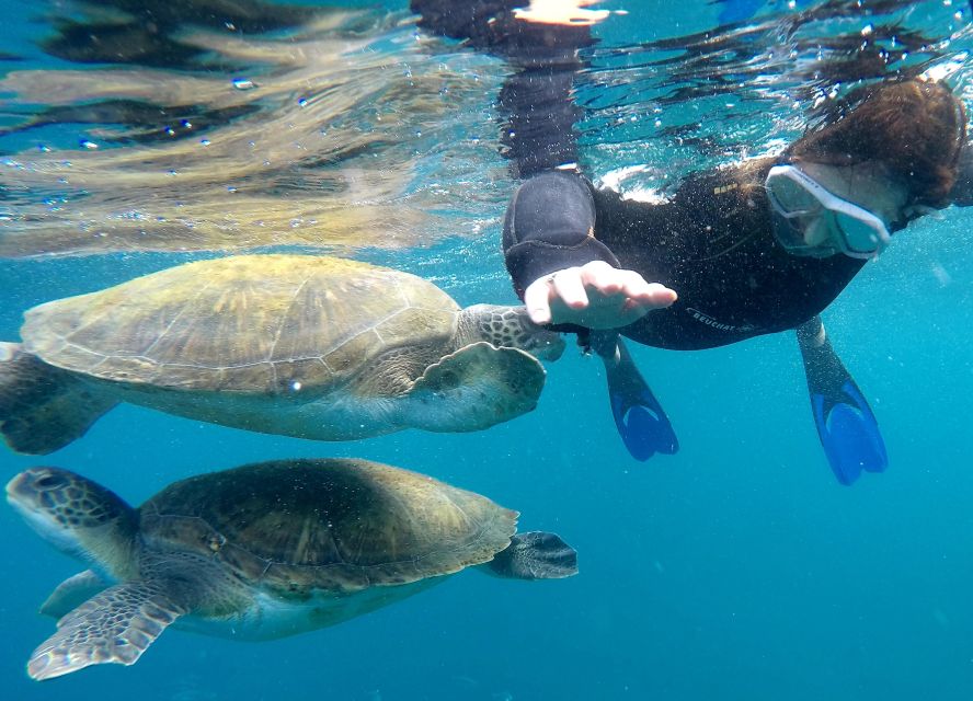 Tenerife Snorkeling boat trip in a Turtle Habitat - 50 Minutes Snorkeling Turtle Country: What You Can Actually See