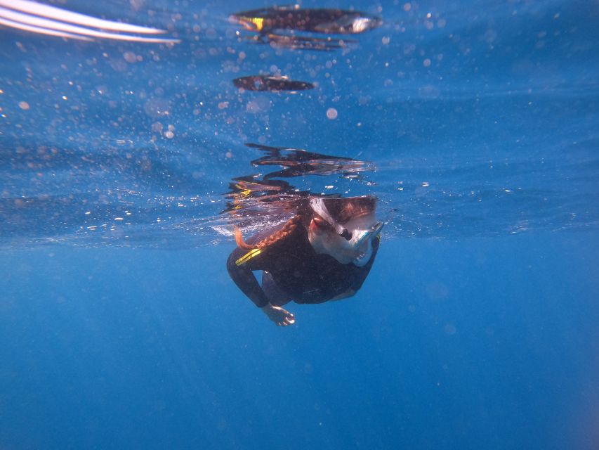 Tenerife Snorkeling boat trip in a Turtle Habitat - Price and Value: What $42 Really Buys You