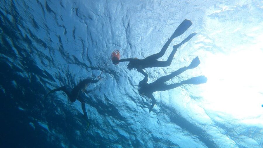 Tenerife: Snorkeling Tour in a Marine Protected Area - The 50-minute snorkeling loop: reef, seagrass, and turtle protocol