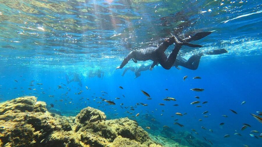 Tenerife: Snorkeling Tour in a Marine Protected Area - Equipment quality and what it feels like in the water